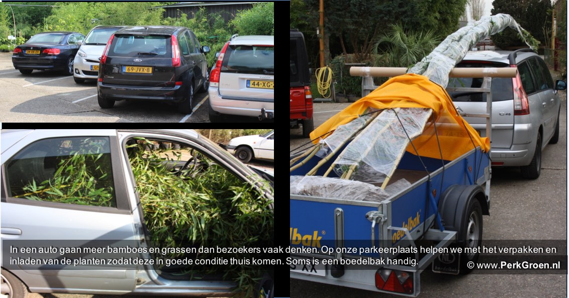 In een auto gaan meer planten dan bezoekers vaak denken. Op onze parkeerplaats helpen we met het verpakken en inladen van de planten zodat deze in goede conditie thuis komen. Soms is een boedelbak handig In een auto gaan meer planten dan bezoekers vaak denken. Op onze parkeerplaats helpen we met het verpakken en inladen van de planten zodat deze in goede conditie thuis komen. Soms is een boedelbak handig